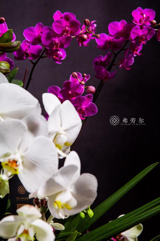 银蛇携福至 商品图2