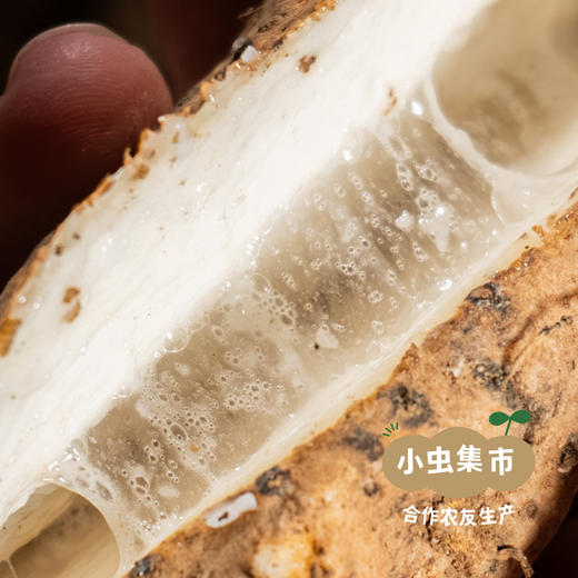 粤北瑶山野鲜山药 3斤装 | 合作农友生产，来自广东连南瑶族自治县，生产者：张运东 *【公平贸易农人定价】 商品图5