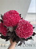 马来西亚-【牡丹菊】古典红 商品缩略图1