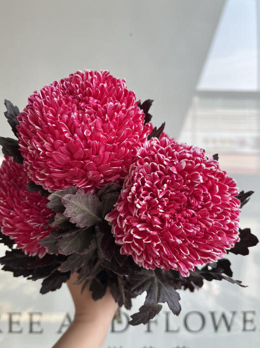 马来西亚-【牡丹菊】古典红 商品图1