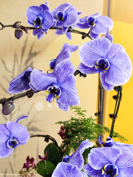 JT如花似玉 商品图2