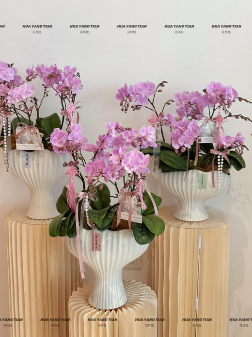 柔粉鎏金 桃花朵朵蝴蝶兰盆栽（每盆形态不同，介意慎拍） 商品图0