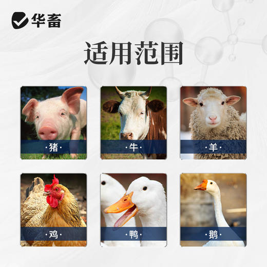 华畜兽用顺呼2kg 宣肺化痰 止咳平喘  禽畜通用预混料 商品图3
