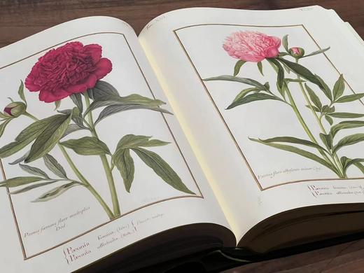 《法国国家自然博物馆犊皮纸博物画：艺术与科学的传世瑰宝》，作者:[法] 帕斯卡莱·厄泰尔/米歇尔·勒努瓦，译者:金小燕，14斤重、633页，大8开，布面精装带函套，华中科技大学出版社2020年1月一版 商品图10