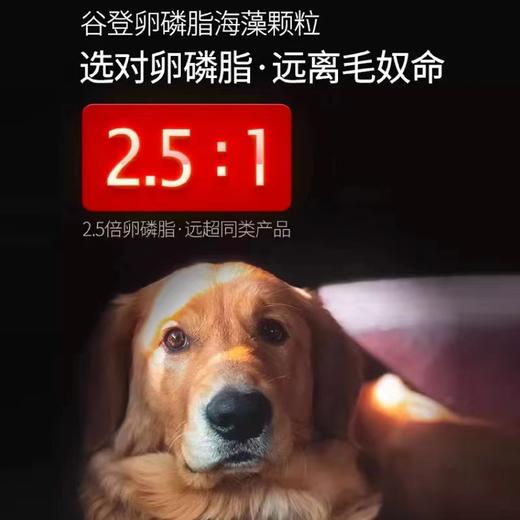【2罐加送赠品】谷登卵磷脂海藻颗粒（犬用）350g 商品图4