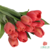 【单瓣郁金香】 臻红 10枝一扎 商品缩略图5