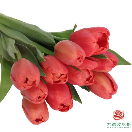 【单瓣郁金香】 臻红 10枝一扎 商品图5