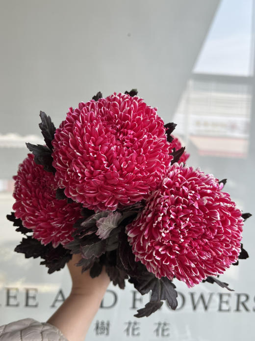 马来西亚-【牡丹菊】古典红 商品图2