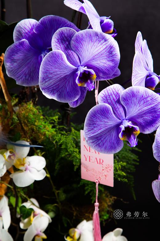 蛇力出圈 商品图2