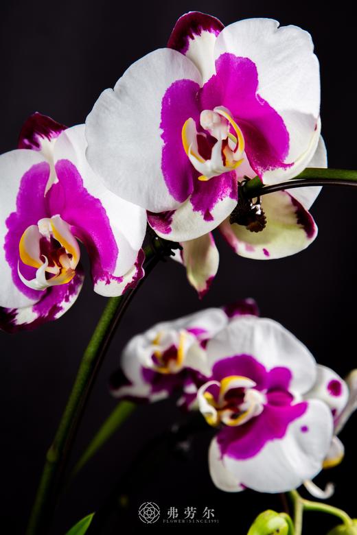 蛇舞添新景 商品图3