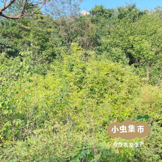 生态山楂零食系列 山楂条/山楂糕 | 合作农友生产，来自北京顺义，生产者：分享收获 *【公平贸易农人定价】 商品图9