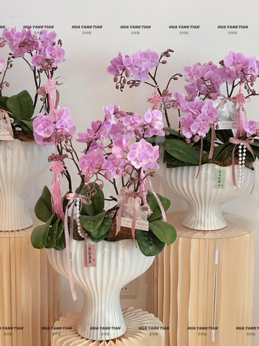 柔粉鎏金 桃花朵朵蝴蝶兰盆栽（每盆形态不同，介意慎拍） 商品图1