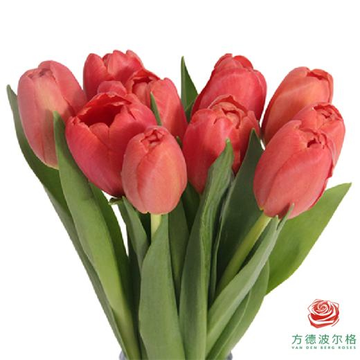 【单瓣郁金香】 臻红 10枝一扎 商品图1