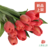 【单瓣郁金香】 臻红 10枝一扎 商品缩略图4