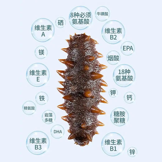 融五福 正宗大连精制干海参  滋补佳品营养丰富泡发率高礼盒装送礼推荐 商品图6