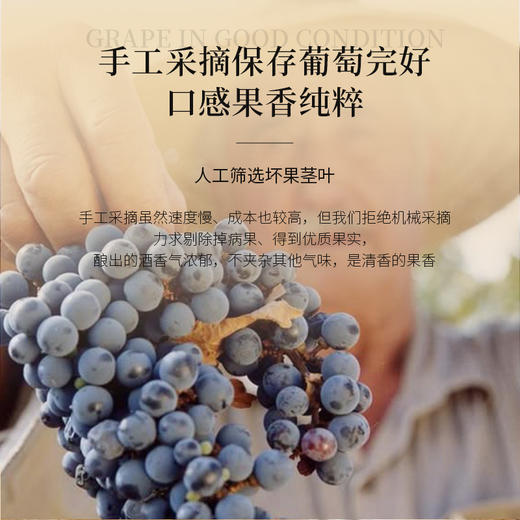 【酒庄30年纪念版】露颂·圣托里尼红葡萄酒 法国朗格多克产区 14%vol 商品图7