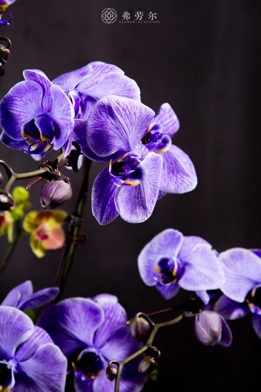 祥蛇兆瑞 商品图3