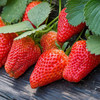 丹东红颜草莓11-15头（线下自提） 商品缩略图2