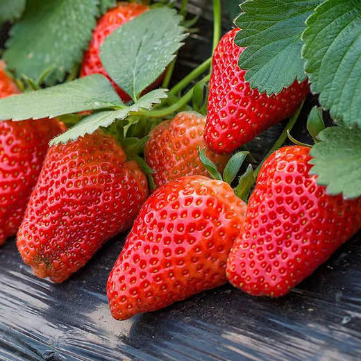 丹东红颜草莓11-15头（线下自提） 商品图2