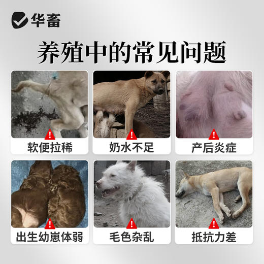 华畜 母狗全能补 成分多营养足 免疫强少生病 补气血奶水足 强骨骼幼犬壮 商品图1