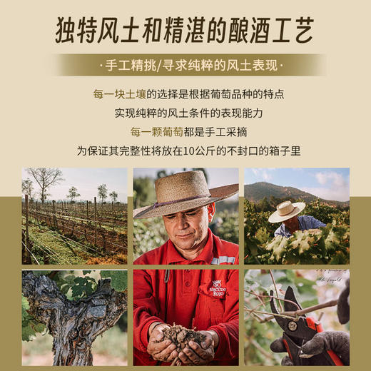 【菲利普·罗斯柴尔德男爵集团出品】智利红盾珍藏长相思白葡萄酒 智利 13%vol 商品图8