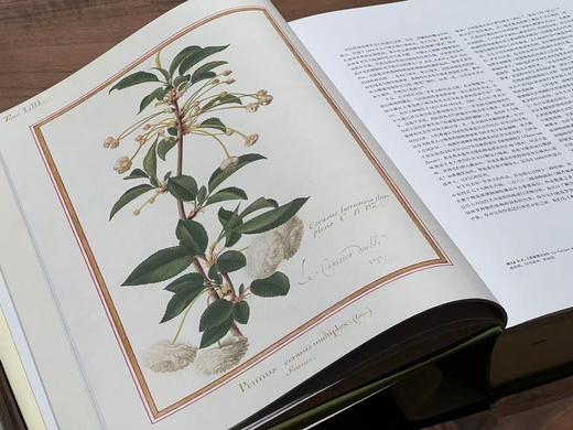 《法国国家自然博物馆犊皮纸博物画：艺术与科学的传世瑰宝》，作者:[法] 帕斯卡莱·厄泰尔/米歇尔·勒努瓦，译者:金小燕，14斤重、633页，大8开，布面精装带函套，华中科技大学出版社2020年1月一版 商品图5