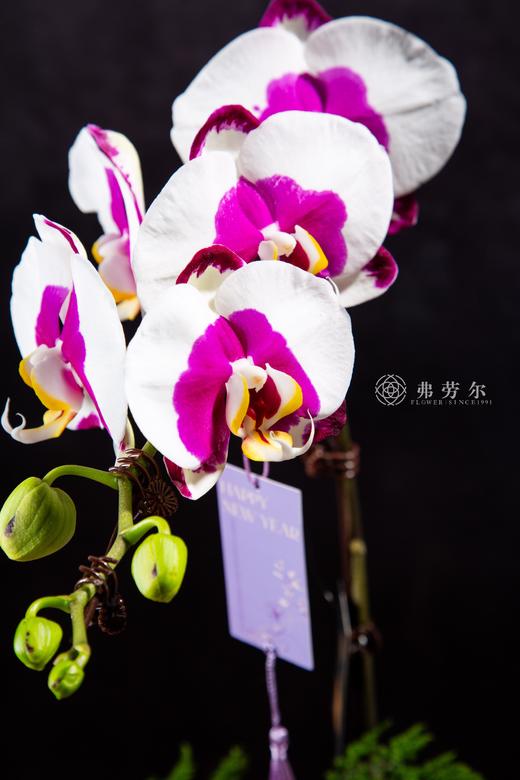 金蛇聚势 商品图1