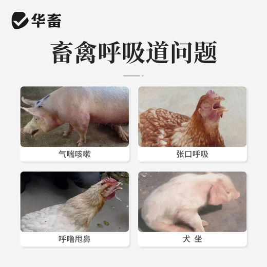 华畜兽用顺呼2kg 宣肺化痰 止咳平喘  禽畜通用预混料 商品图1