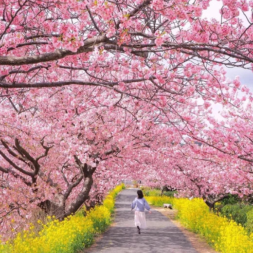 日本| 九州樱花季·7天6晚 商品图4