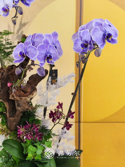 JT财运亨通 商品图2