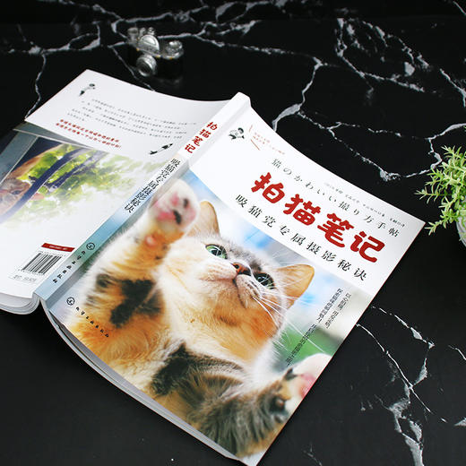 拍猫笔记:吸猫党专属摄影秘诀 商品图4