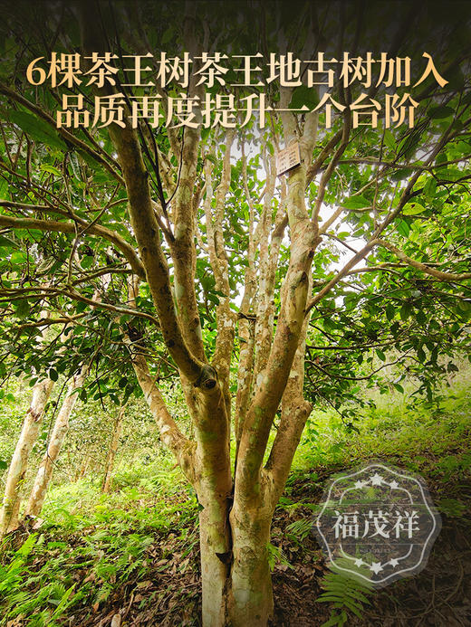 【2025年春茶】【茶王树】蛇年伊始巨作 202号茶农邓天良家核心古树 云南易武茶区刮风寨茶王树普洱生茶357g饼茶 商品图2