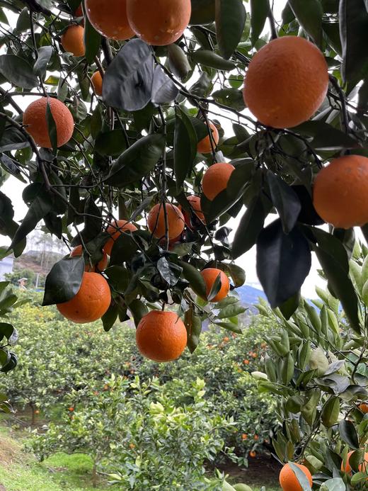 现摘—正宗重庆奉节中华红血橙 商品图2