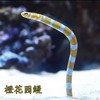 黄金花园鳗/橙花园鳗 商品缩略图0