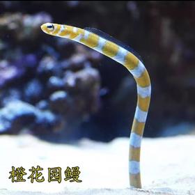 黄金花园鳗/橙花园鳗