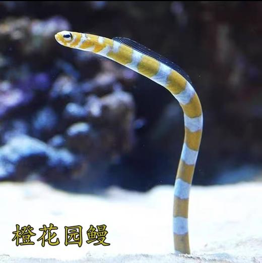黄金花园鳗/橙花园鳗 商品图0