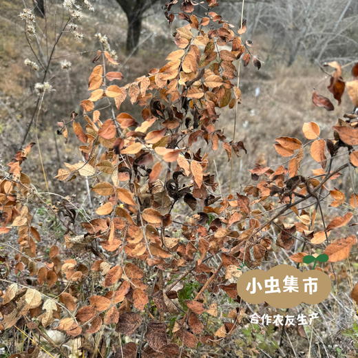 生态蜜炙甘草 250g/袋 | 合作农友生产，来自甘肃岷县，生产者：陈建军 ＆【公平贸易农人定价】 商品图9