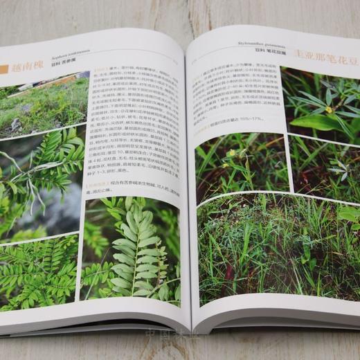 老挝药用植物图鉴① &2990 商品图4