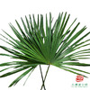 棕榈叶 10枝1扎 商品缩略图0