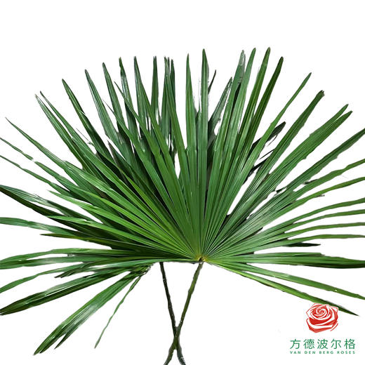 棕榈叶 10枝1扎 商品图0
