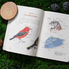 《怎样观察一只鸟》克莱尔 观鸟手册 科普笔记-分销 商品缩略图3