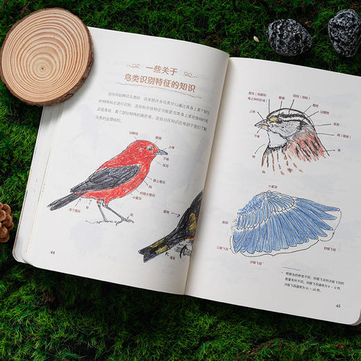 《怎样观察一只鸟》克莱尔 观鸟手册 科普笔记-分销 商品图3