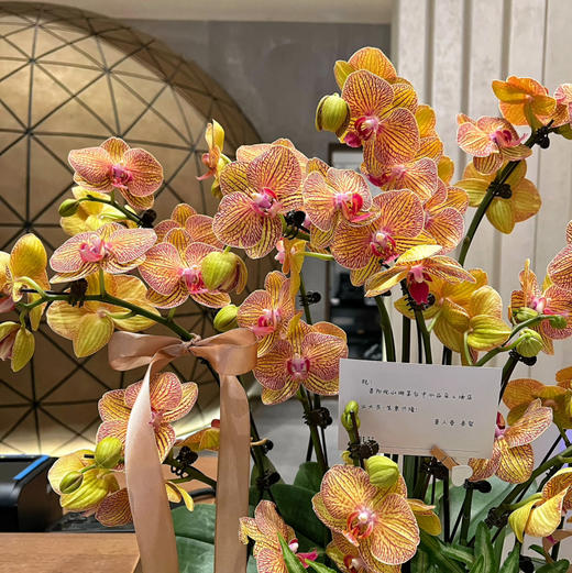 《黄金甲》春节年宵花蝴蝶兰盆栽005款 商品图9