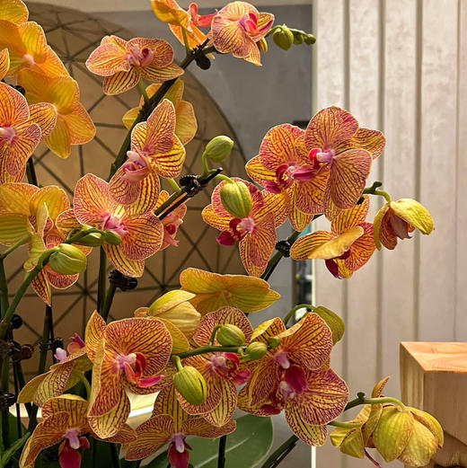 《黄金甲》春节年宵花蝴蝶兰盆栽005款 商品图7