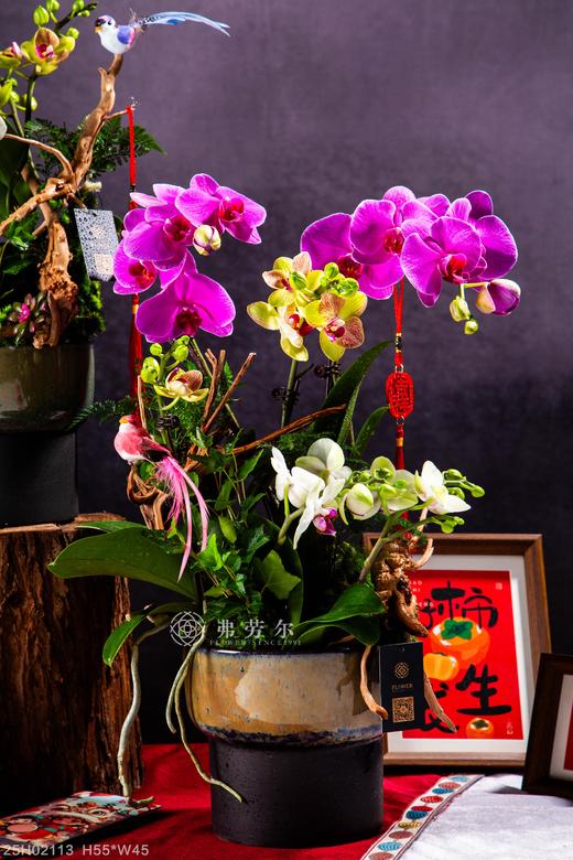 好蛇成双 商品图0