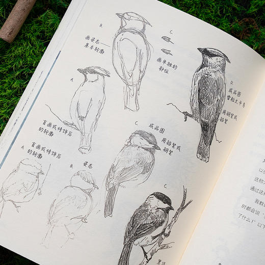 《怎样观察一只鸟》克莱尔 观鸟手册 科普笔记-分销 商品图6