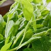 豌豆尖 约180g/袋 商品缩略图1