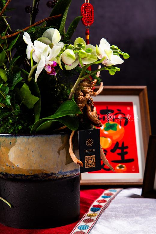 好蛇成双 商品图2