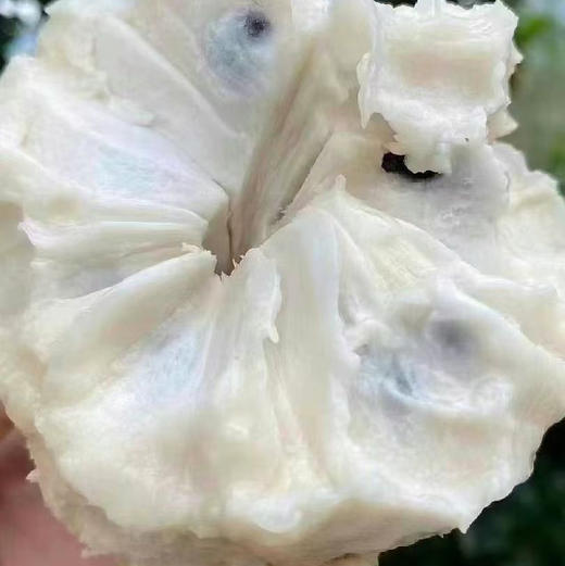 【牛奶释迦礼盒】放软超级美味，新鲜到店，硬，常温放软置尾部有裂口就可以食用，营养充沛，健康美味，超级香甜！ 商品图11