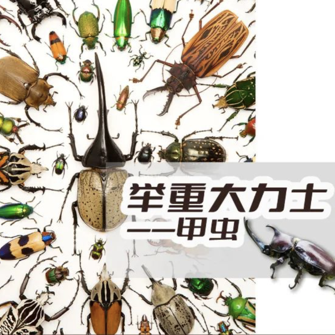 【昆虫揭秘】周六/下周日｜甲壳虫知识大揭秘！一起来养只酷酷的“大力士”吧~